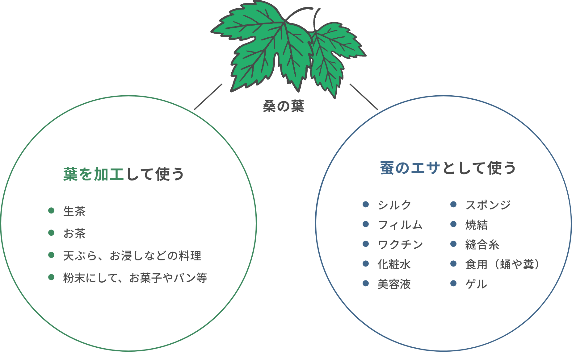 桑の葉